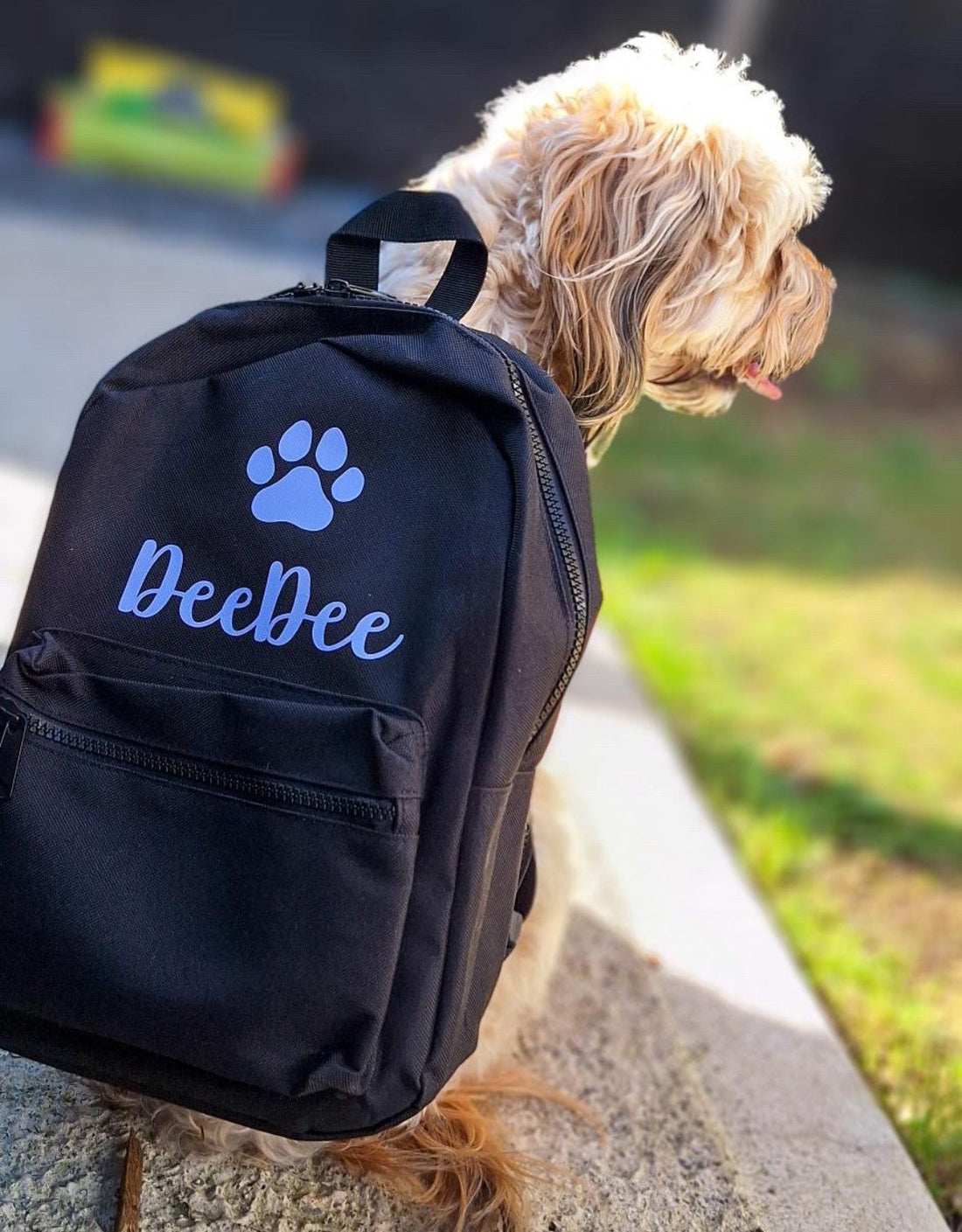 Sandy Paws & Wagging Tails: The Pawfect Pet-Friendly Holidays in the UK