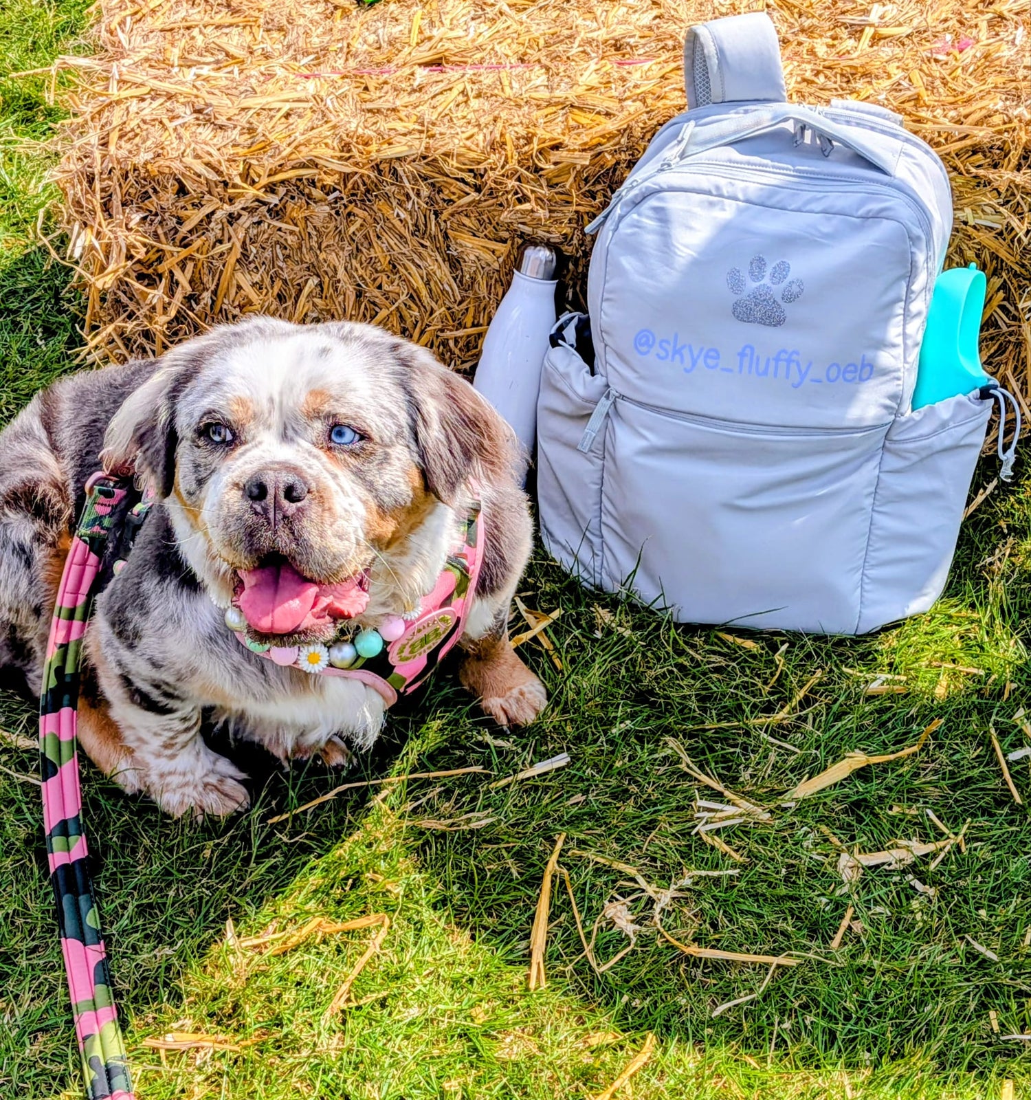 Personalised Pet Backpacks | Custom Dog Backpacks