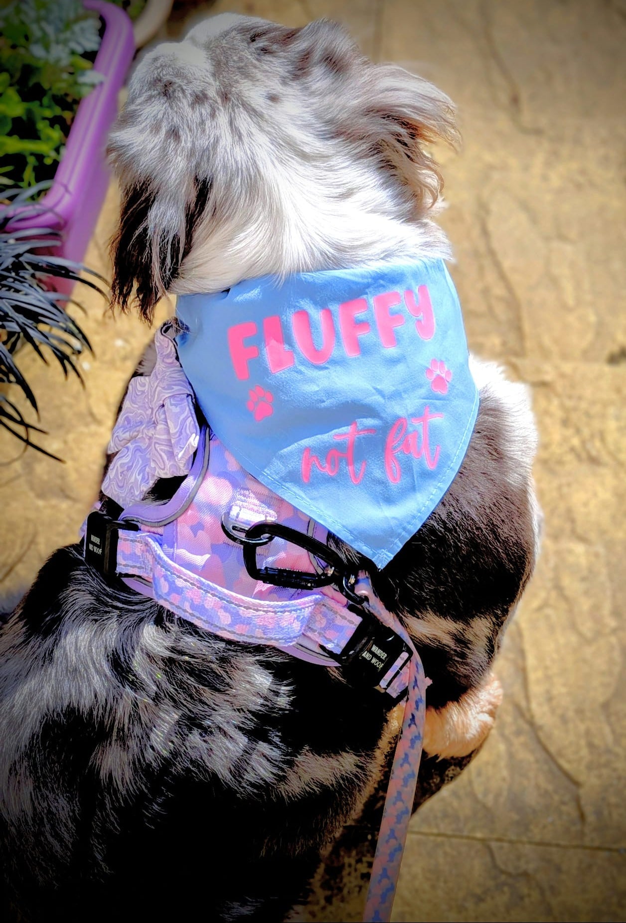 Personalised Pet Bandanas | Custom Dog Bandanas