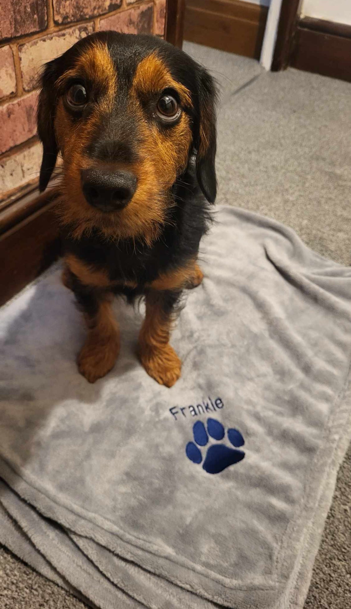 Small dog standing on a gray blanket with 'Frankie' and a paw print on it, in front of a brick wall.