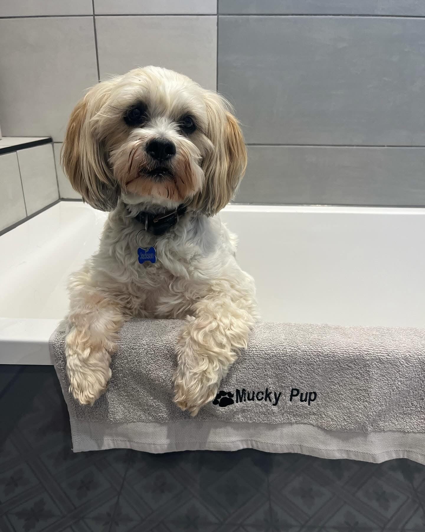 Small dog sitting on a towel with 'Mucky Pup' branding in a bathroom setting.