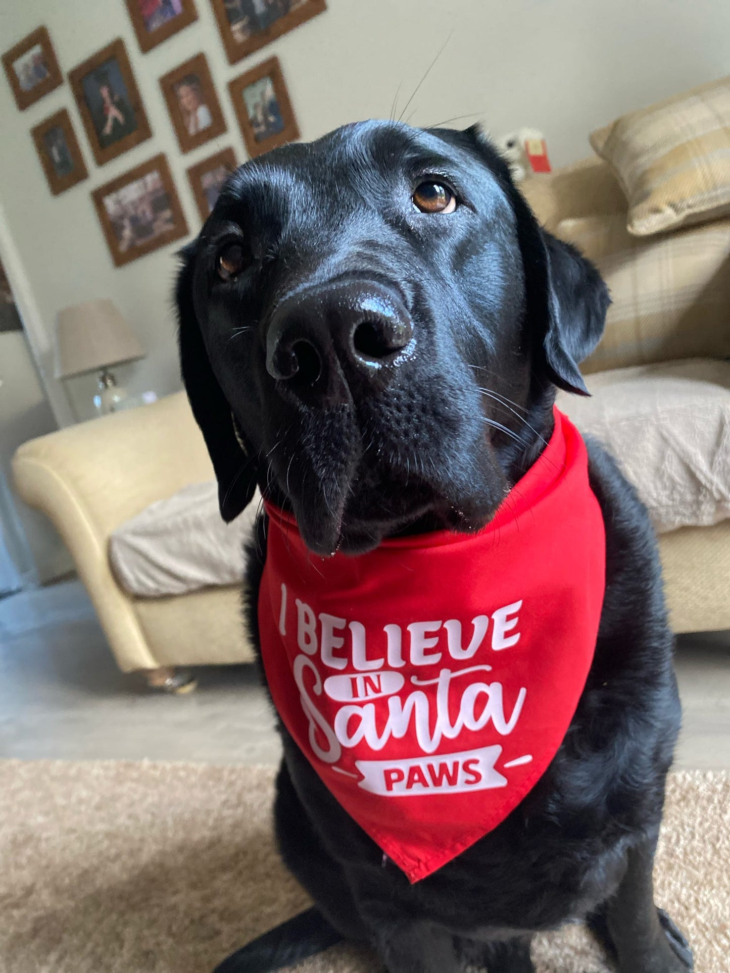 Christmas Pet Bandana - One Size - Choose Design