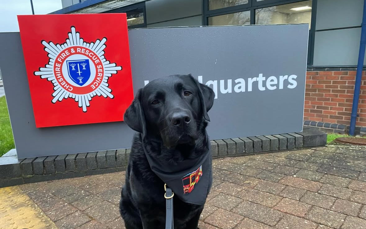 Business/Personal Custom Pet  Bandana | Own Logo/Design