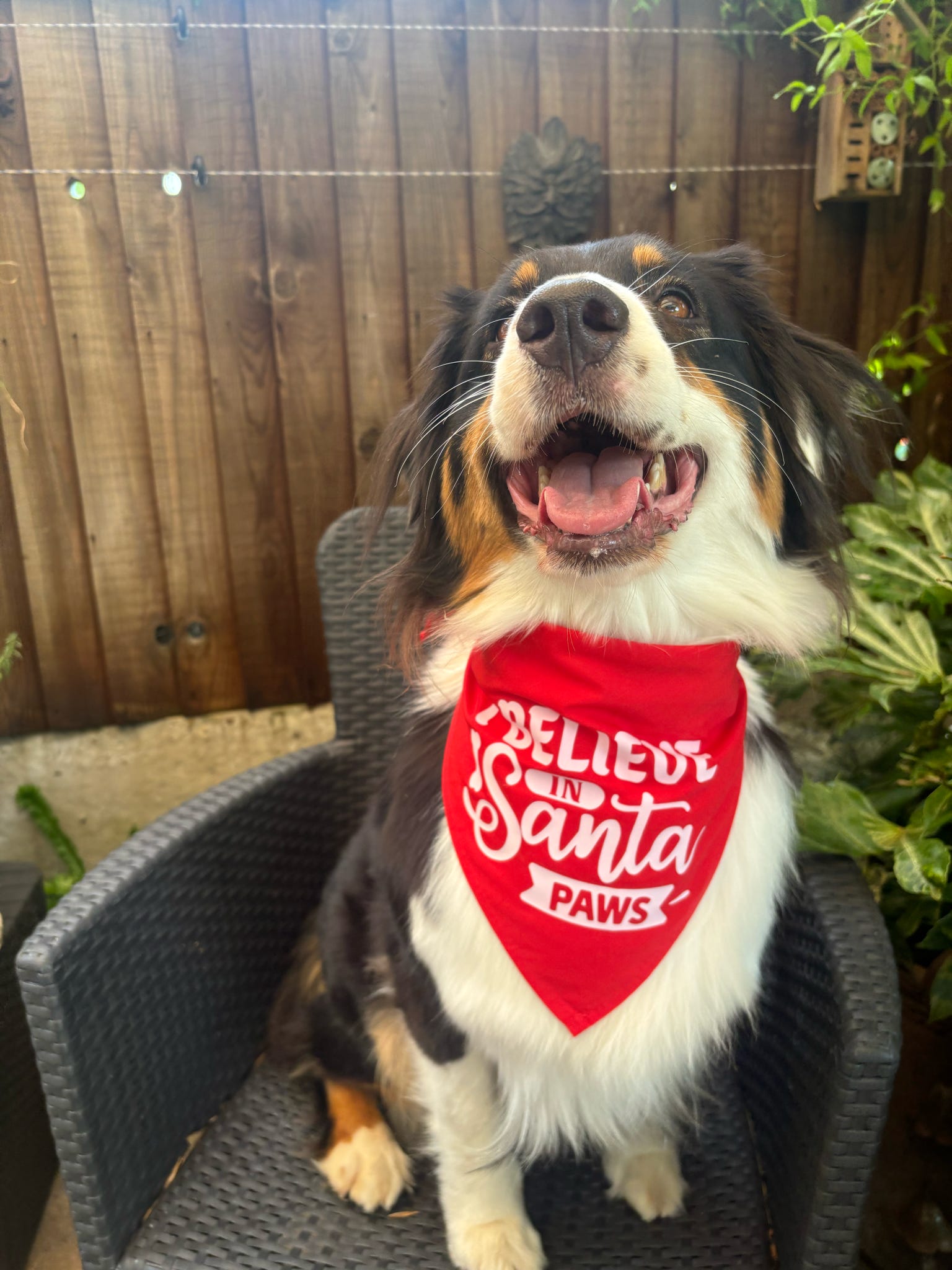 Dog wearing a red bandana with 'Believe in Santa Paws' text, sitting outdoors.