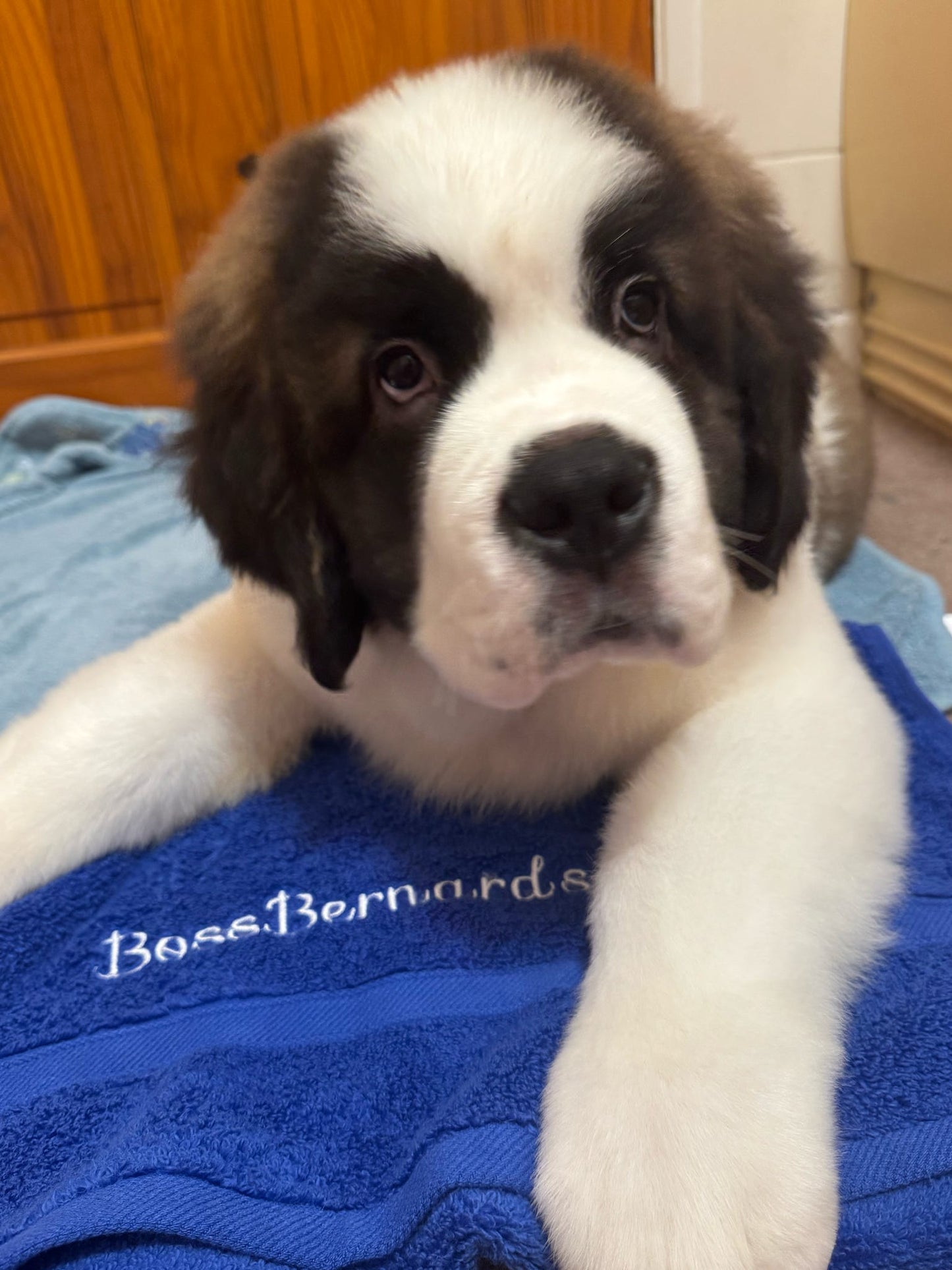 Embroidered Personalised Pet Towel | 2 Sizes Available