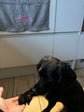 Human Hand & Paw Print Embroidered Pet Towel | Lots Of Colours