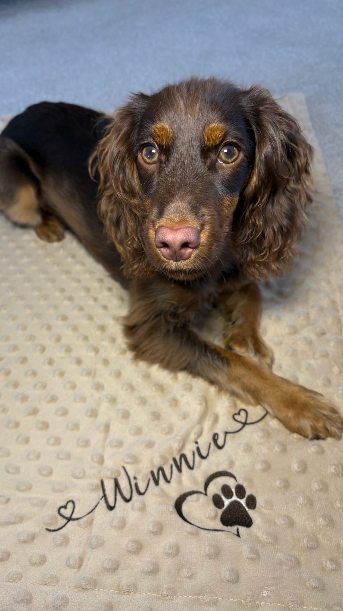 Dog lying on a textured blanket with 'Winnie' and a paw print.