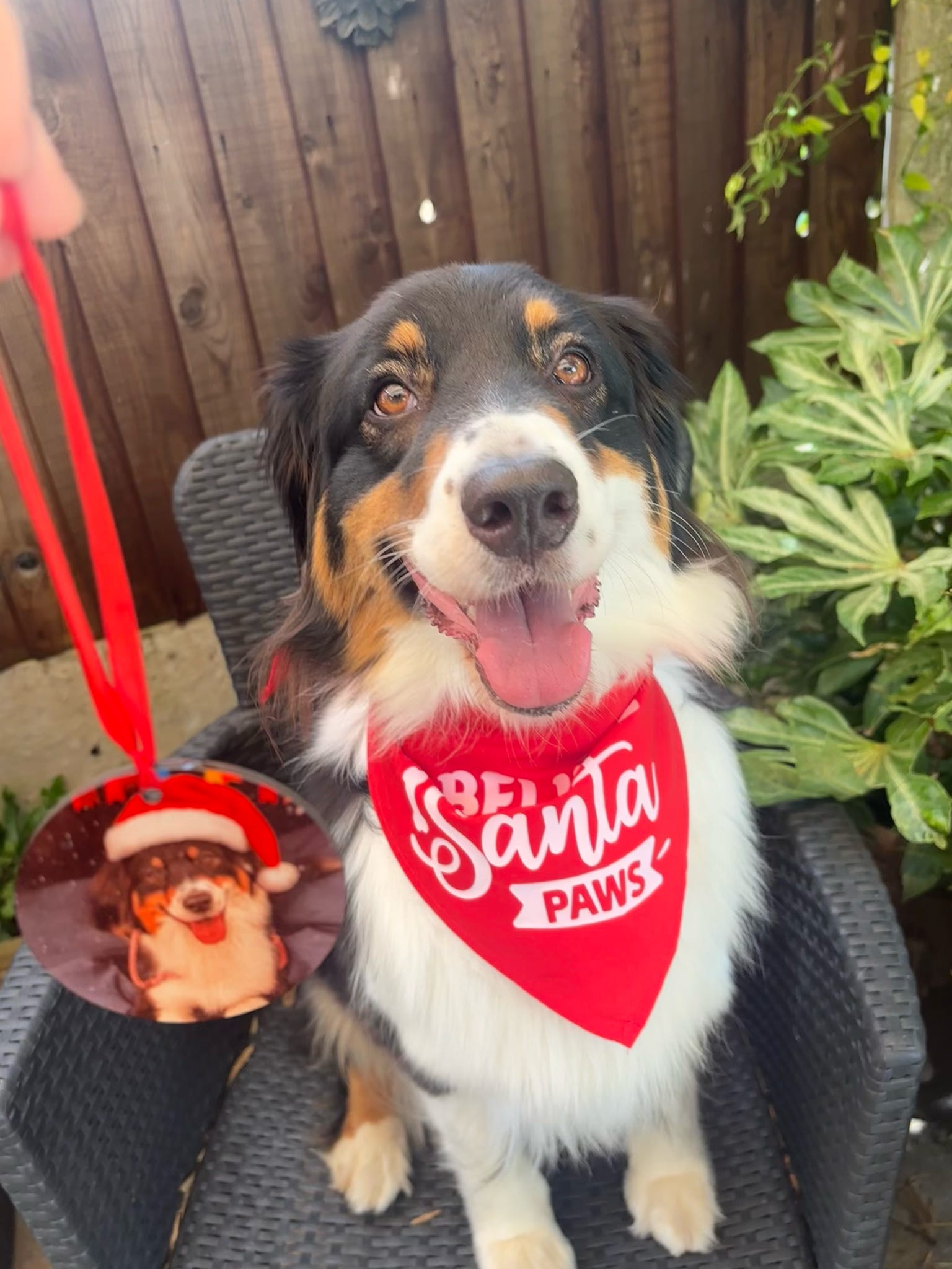 Dog wearing a 'Santa Paws' bandana with a red ornament on a chair outdoors.