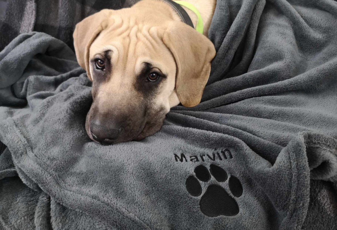 Dog lying on a gray blanket with 'Marvin' and a paw print on it