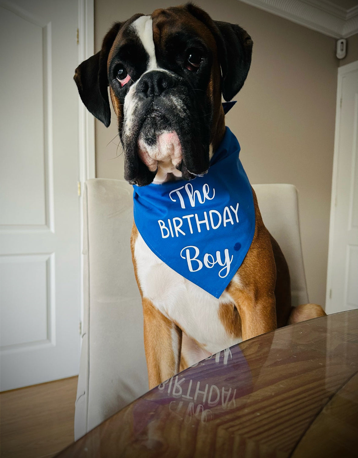 Business/Personal Custom Pet  Bandana | Own Logo/Design