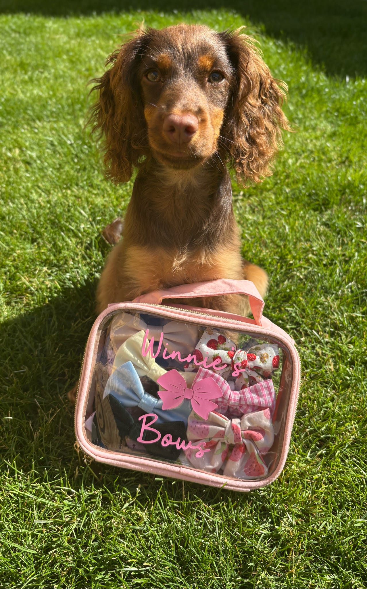 Dog sitting on grass with a pink bag featuring 'Winnie Boug' text