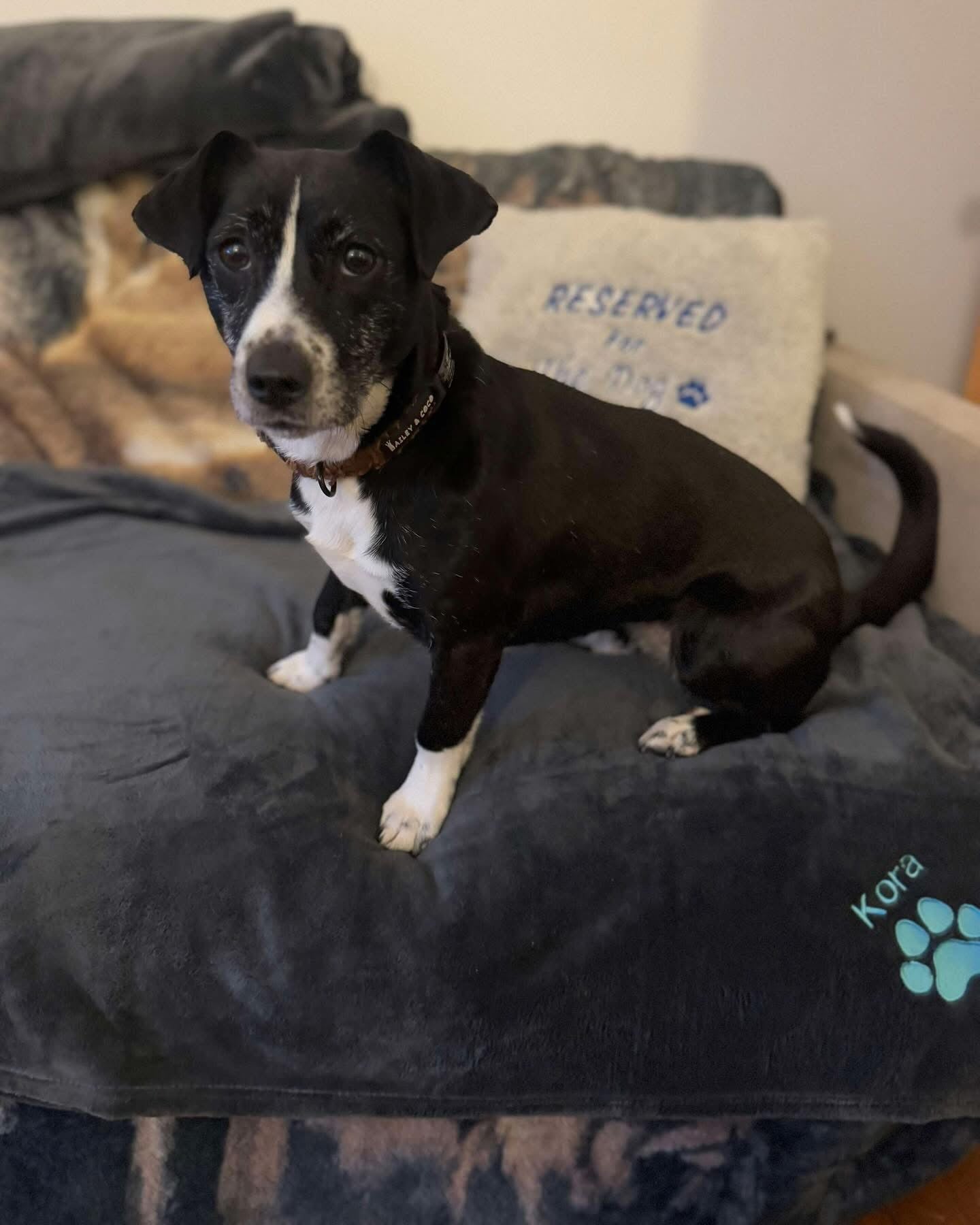 Black and white dog sitting on a dark blue cushion with 'Kora' branding.