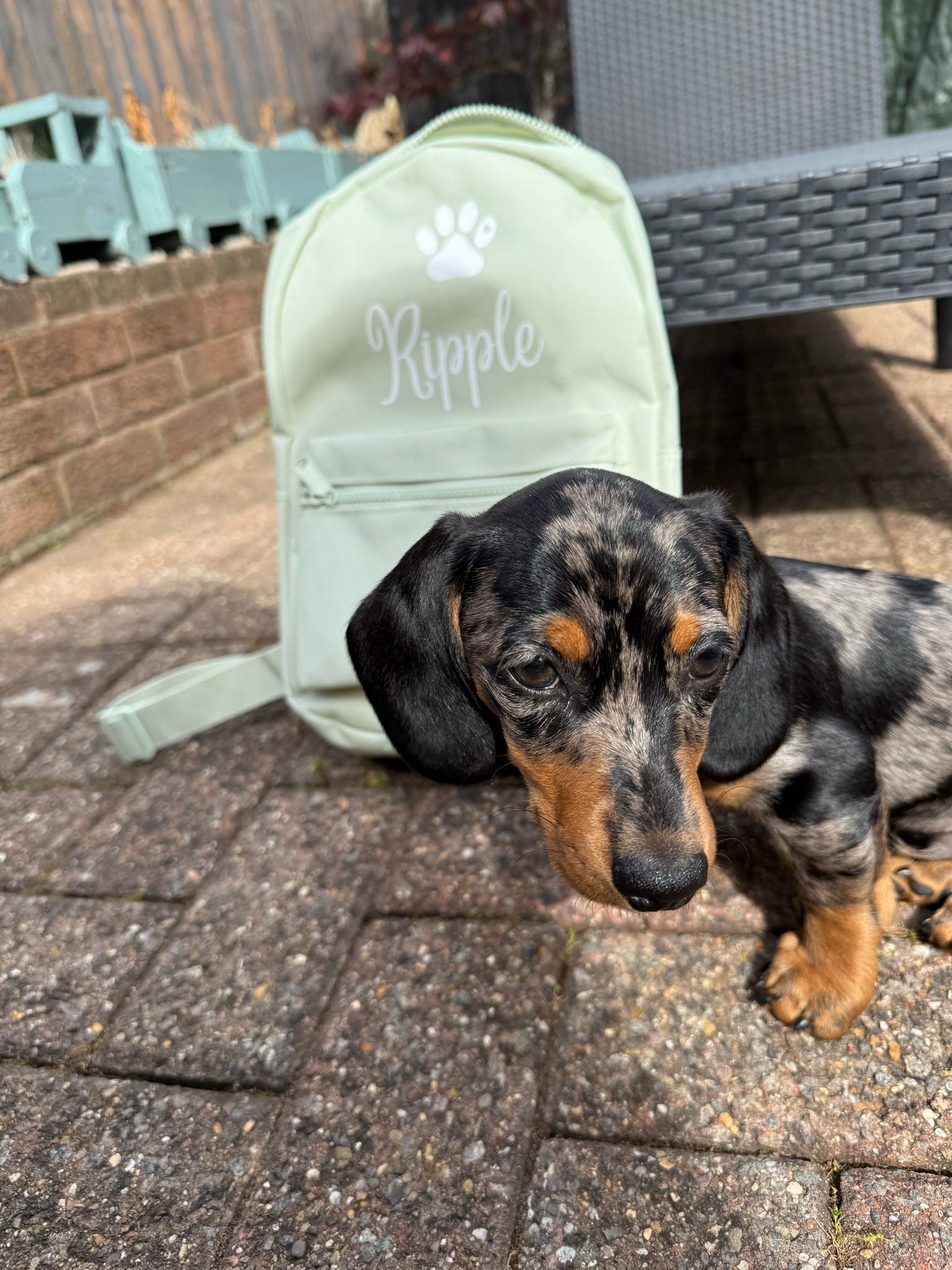Dachshund puppy with a green backpack labeled 'Ripple' on a patio.
