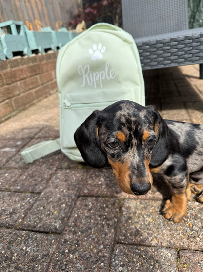Dachshund puppy with a green backpack labeled 'Ripple' on a patio.