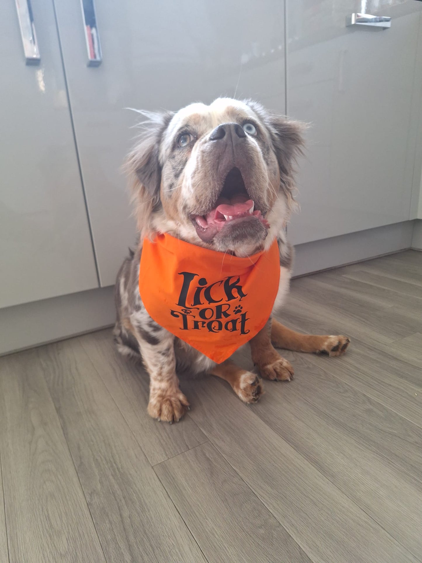 Halloween Pet Bandana | One Size | Choose Design