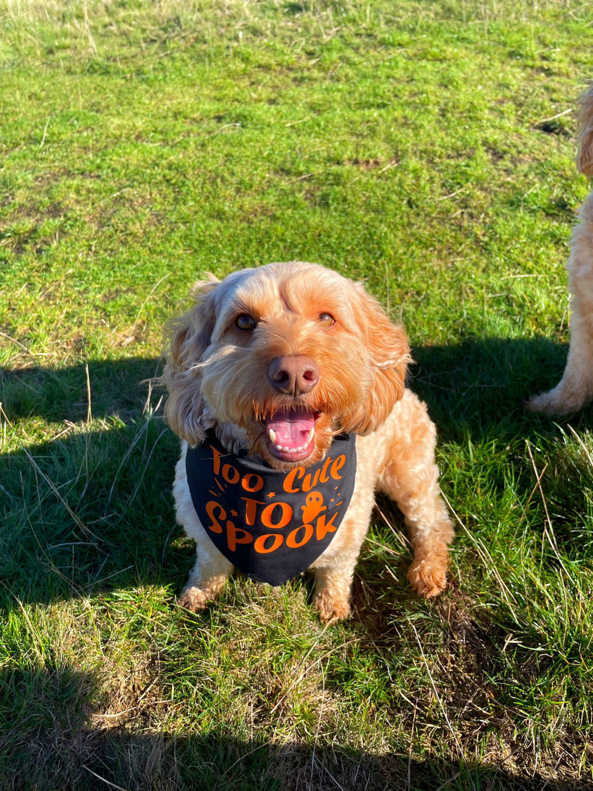 Halloween Pet Bandana | One Size | Choose Design