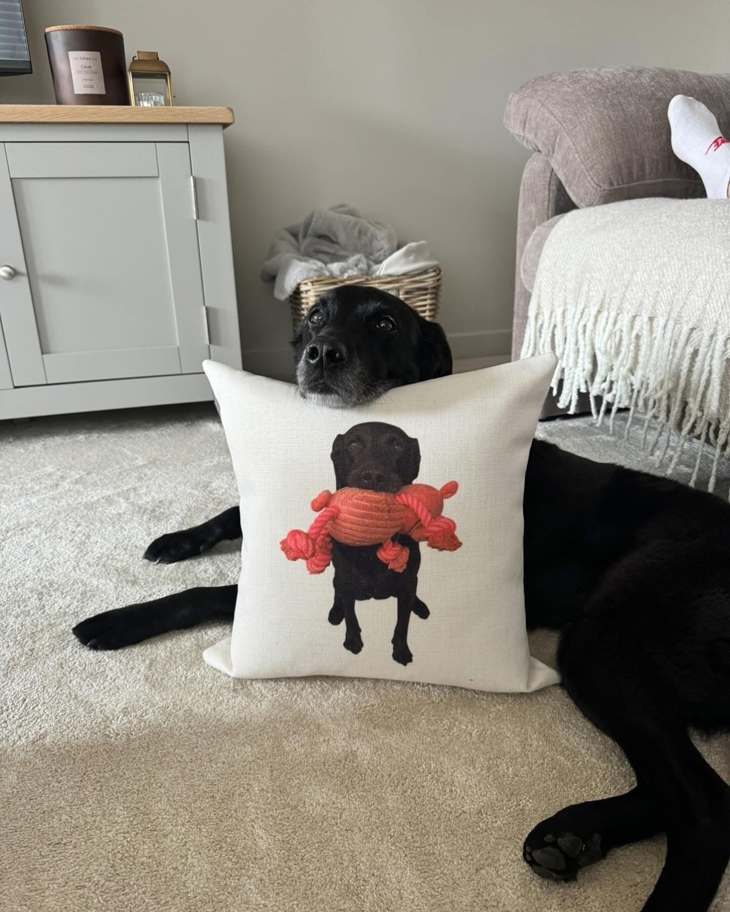 Black dog lying on a beige carpet next to a pillow with a dog illustration holding a red toy.