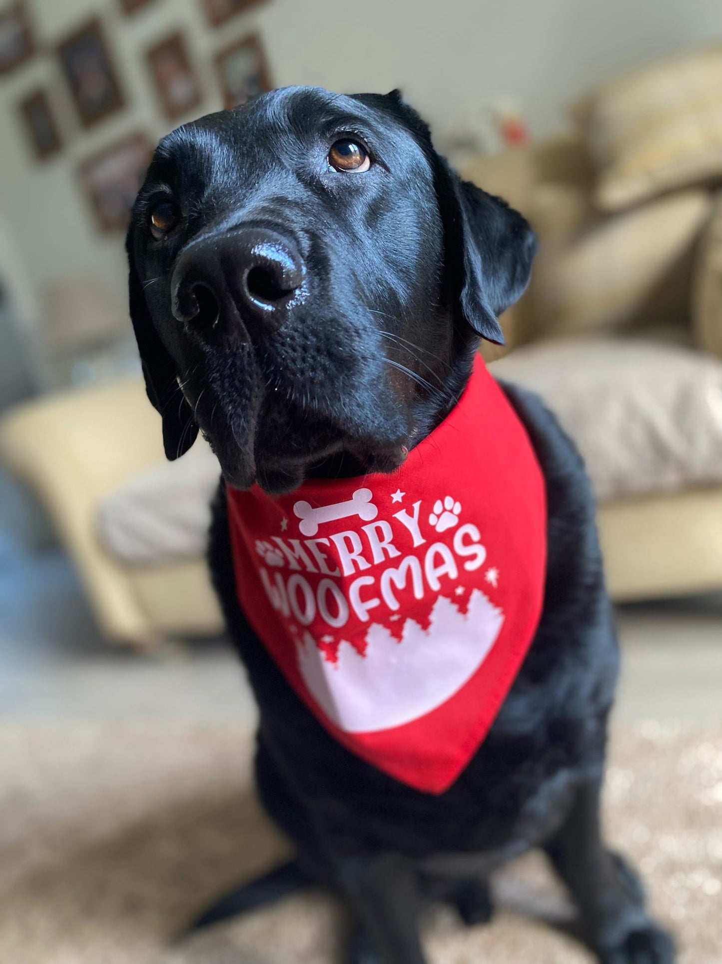 Christmas Pet Bandana - One Size - Choose Design