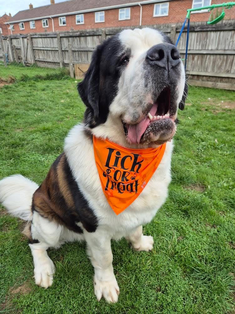 Halloween Pet Bandana | One Size | Choose Design