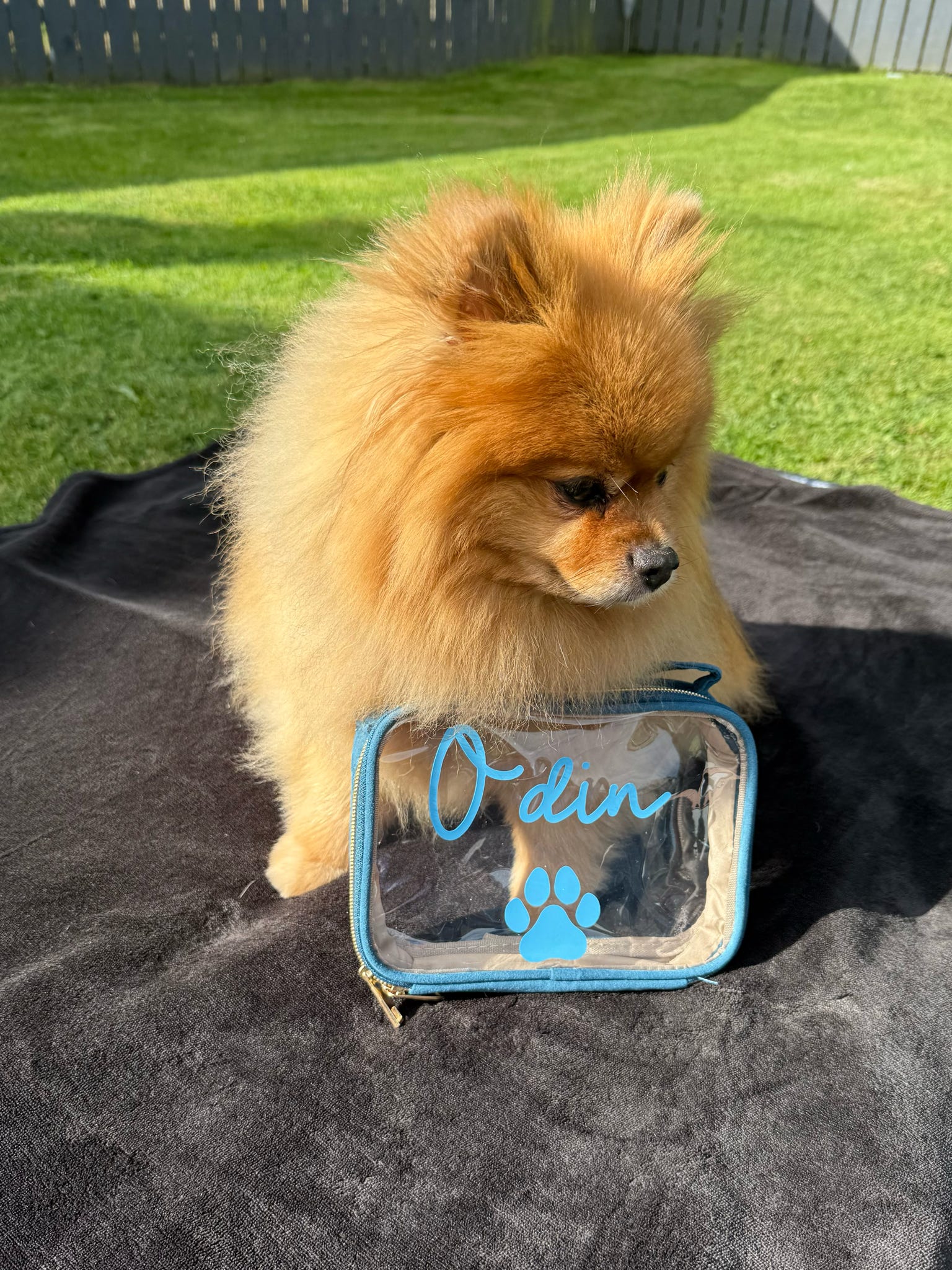 Small dog sitting on a black blanket with a transparent carrier labeled 'Odin' in a grassy area.