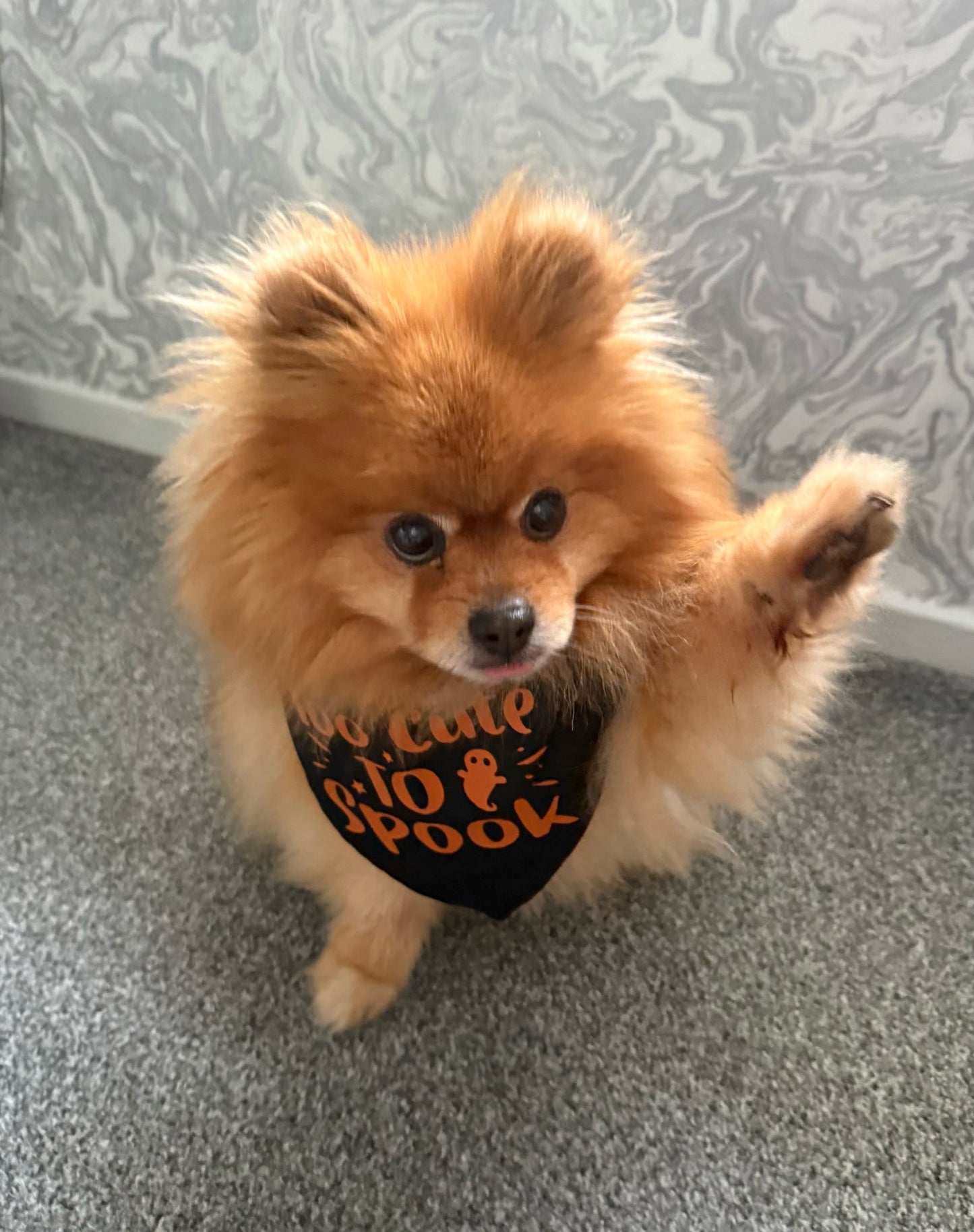 Halloween Pet Bandana | One Size | Choose Design