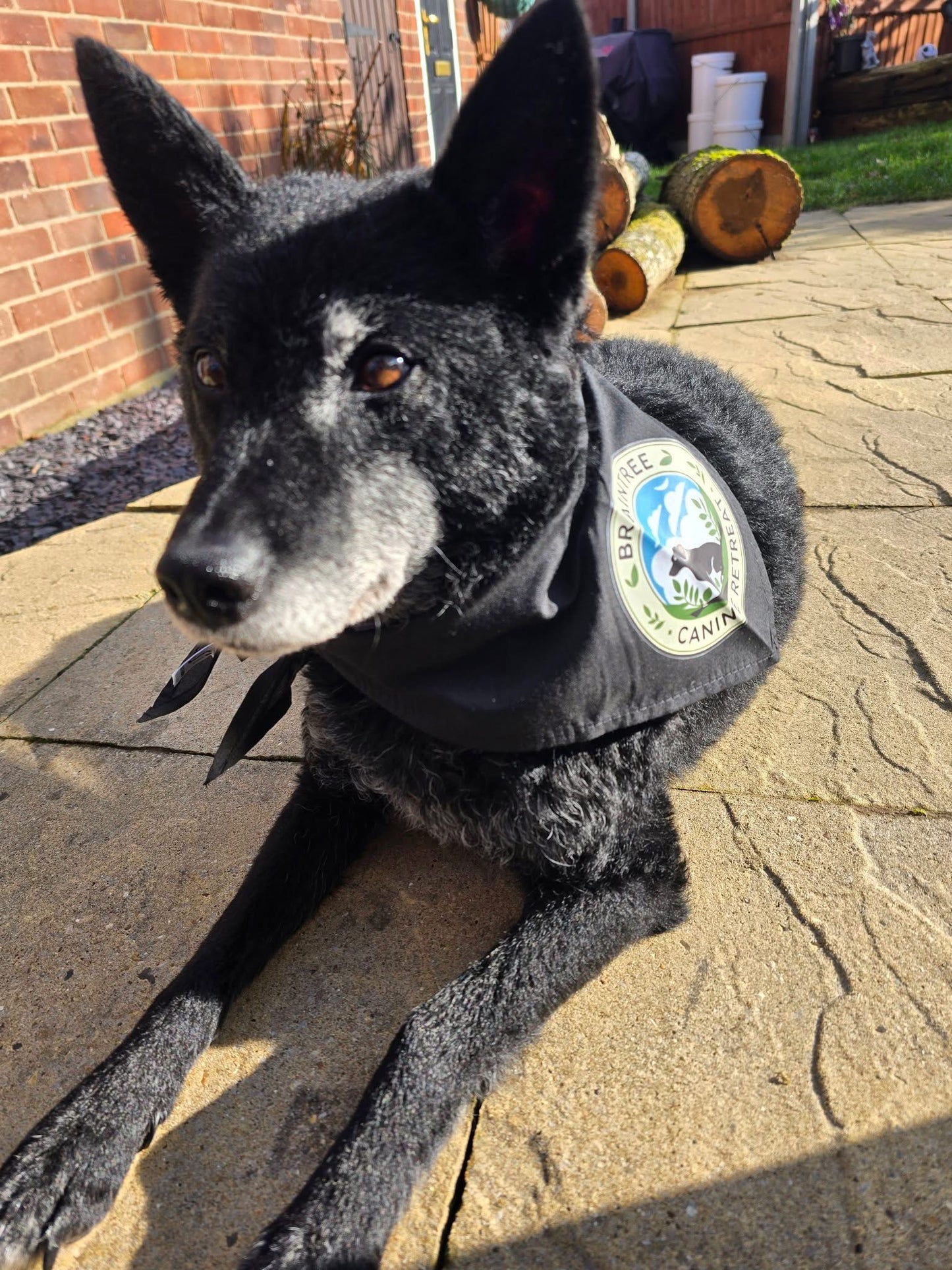 Business/Personal Custom Pet  Bandana | Own Logo/Design