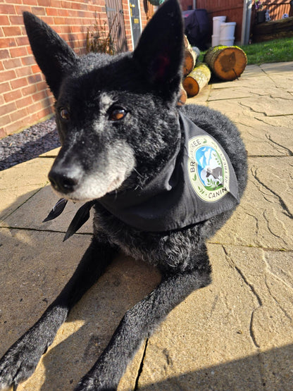 Business/Personal Custom Pet  Bandana | Own Logo/Design