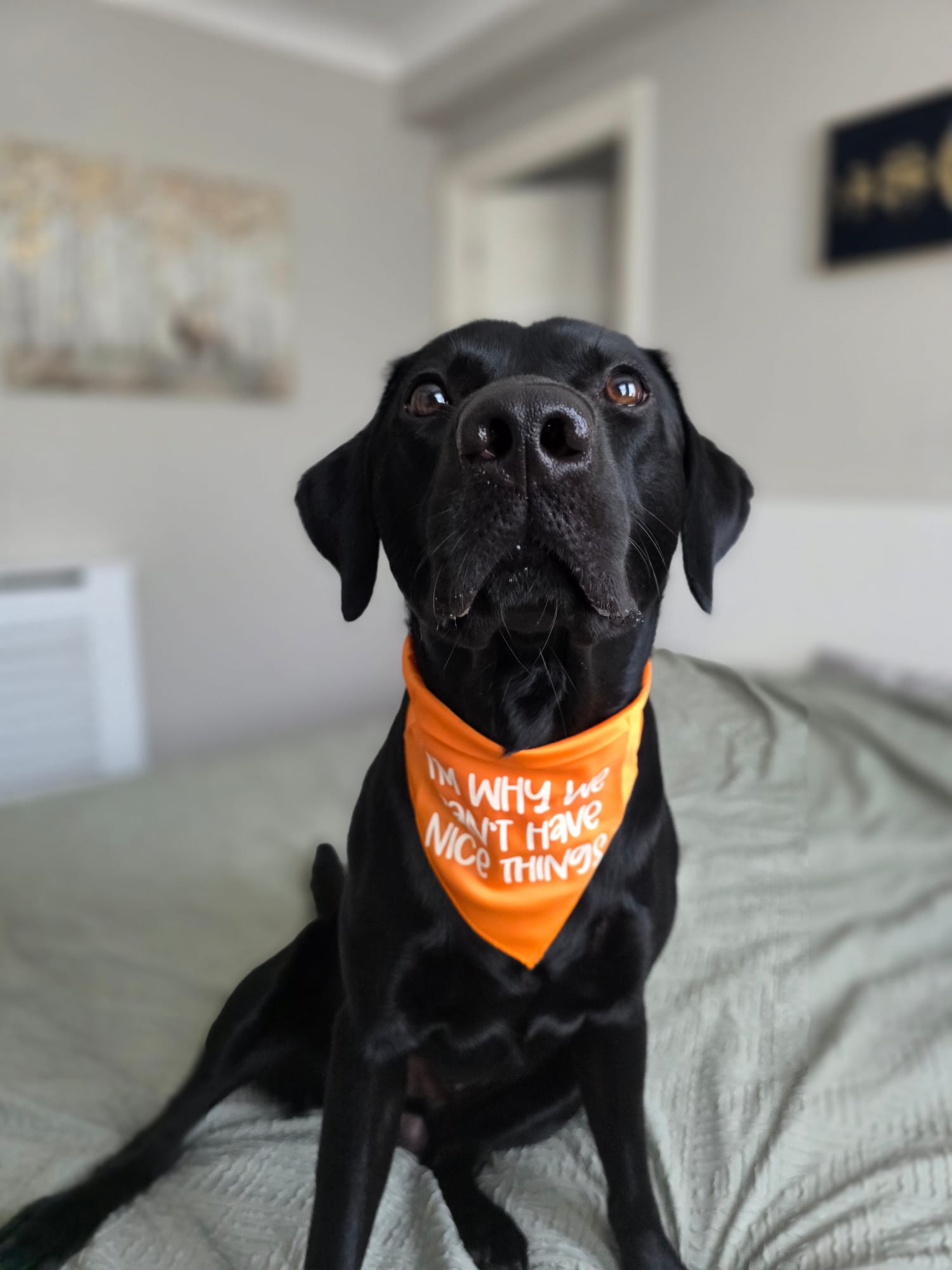 Black dog wearing an orange bandana with text, sitting on a bed.