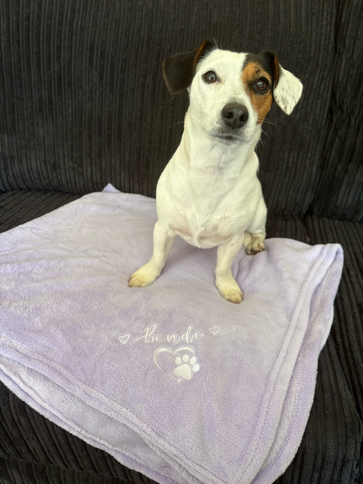 Dog sitting on a textured blanket with a brand logo on a dark couch