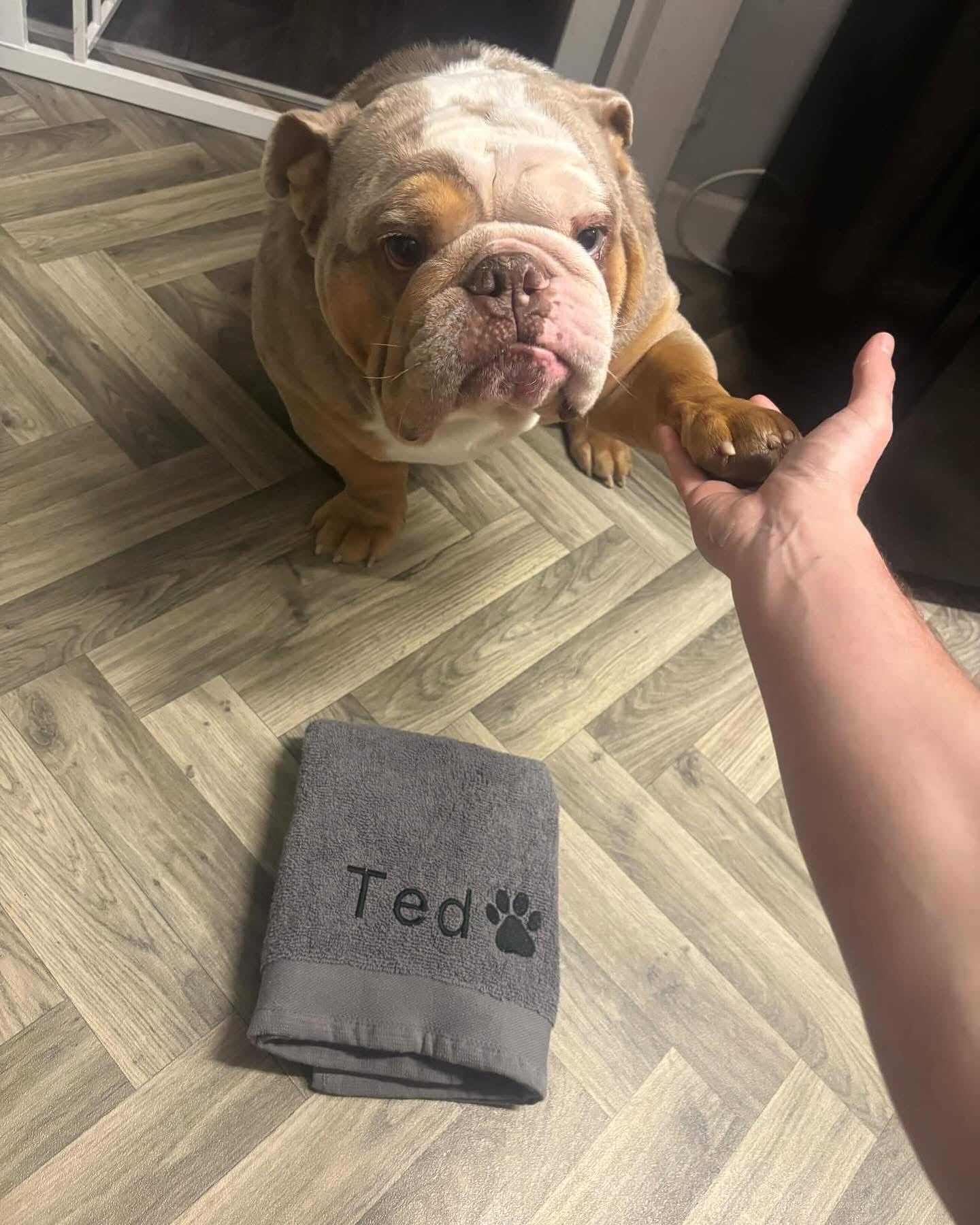 Dog standing on a wooden floor next to a folded towel with 'Ted' printed on it.