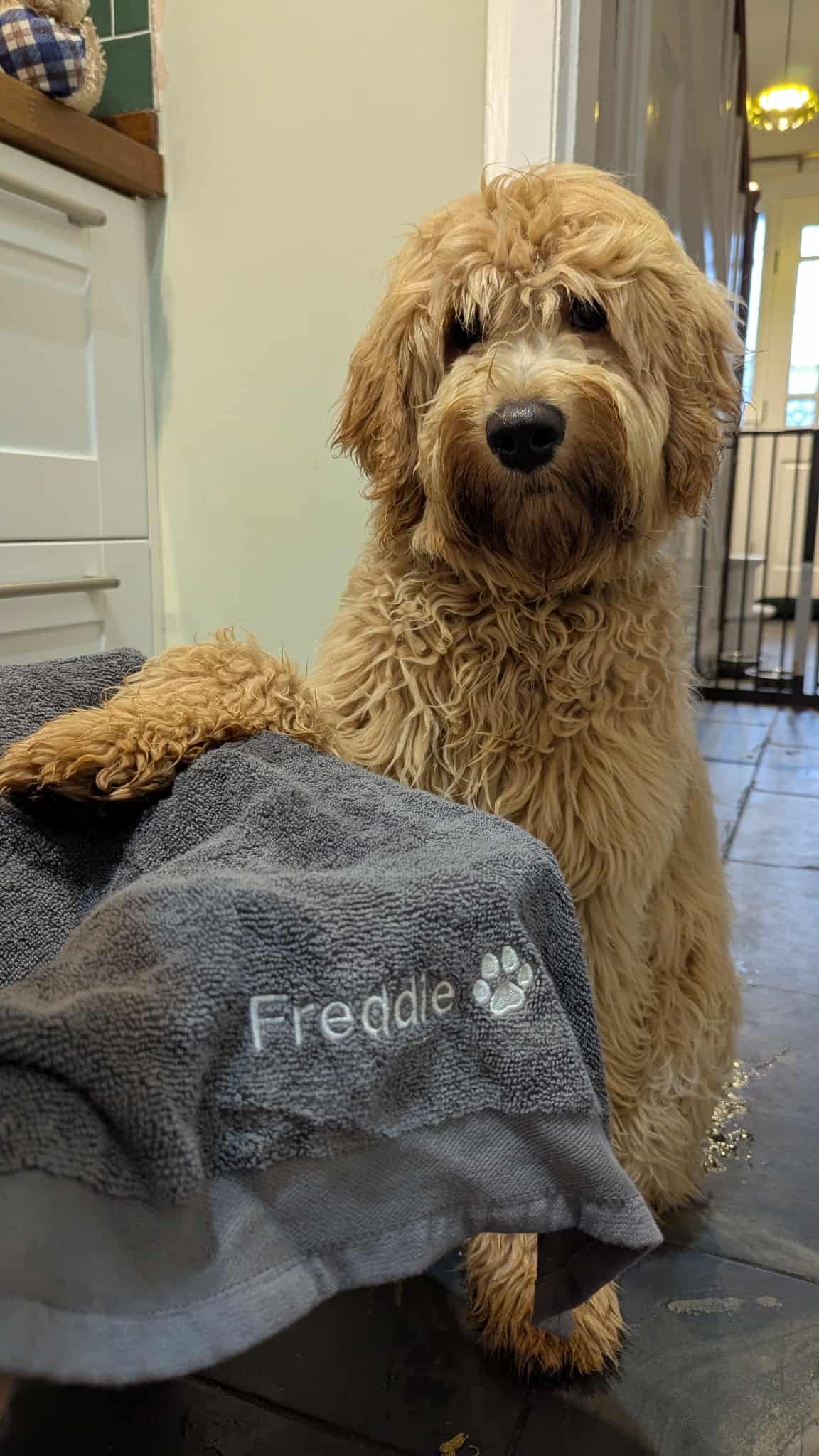 Embroidered Personalised Pet Towel - 2 Sizes Available