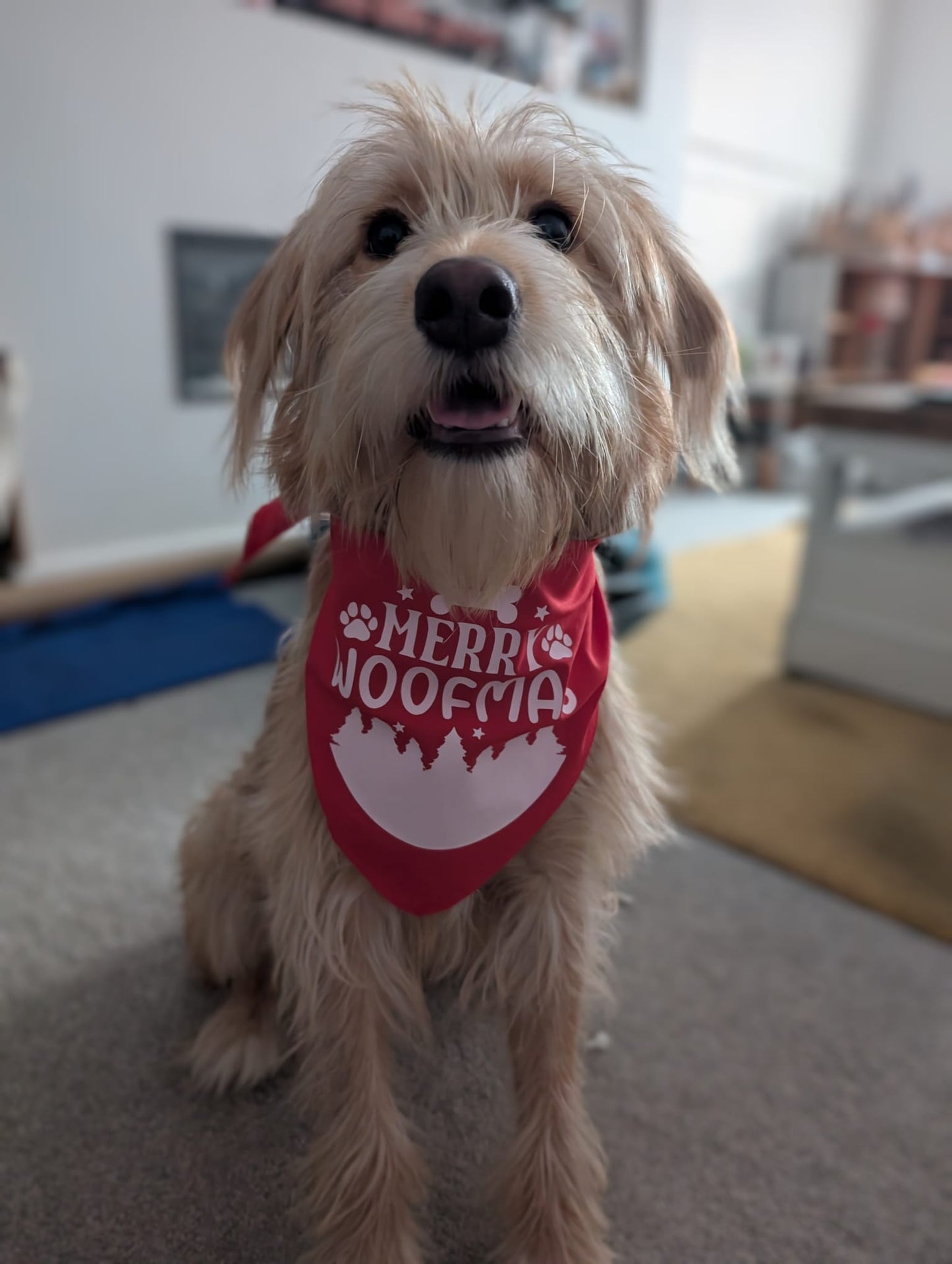 Christmas Pet Bandana - One Size - Choose Design