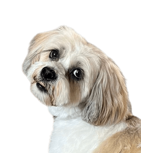 White dog with brown markings on a transparent background