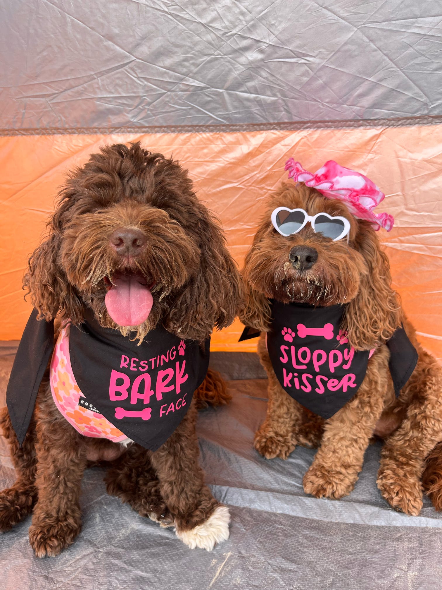 Dog wearing funny pet bandana with humorous design