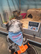 Novelty pet bandana for dog lovers