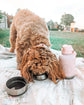 HydraPaws insulated dog water bottle for walks and travels