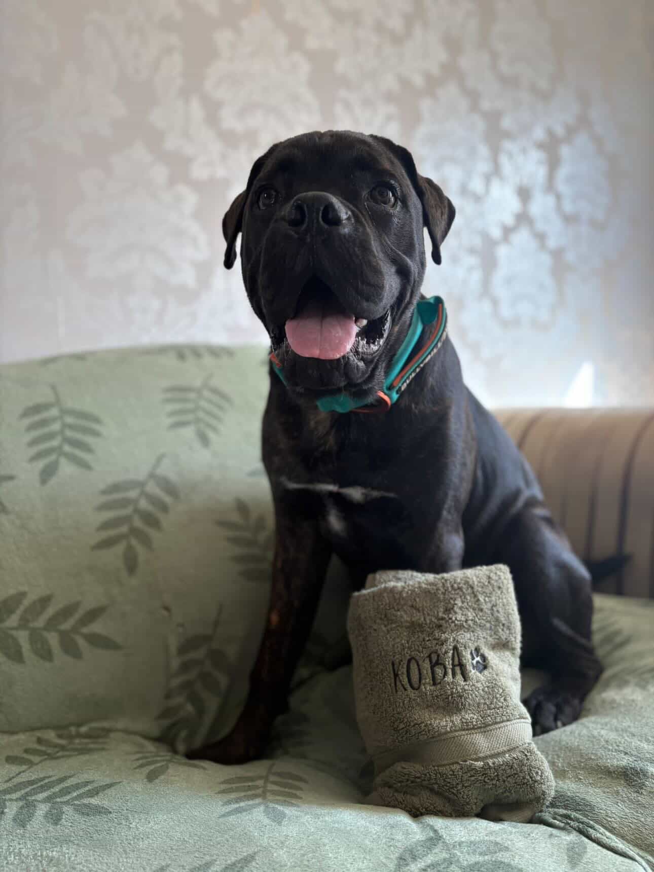 Personalised dog bath towel embroidered with pet name