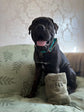 Personalised dog bath towel embroidered with pet name