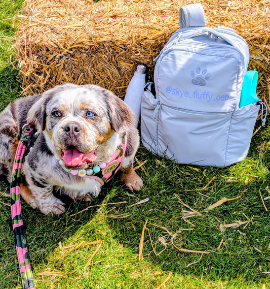 Personalised luxury pet backpack with dog sitting beside it