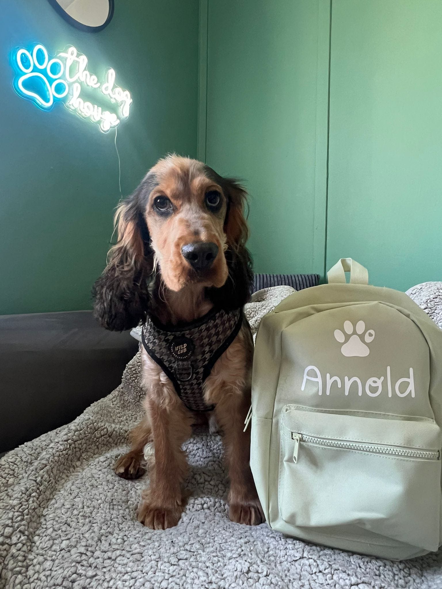 Personalised pet mini backpack with custom name and paw print