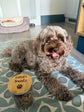 Personalised glass pet treat jar with an engraved wooden lid customised with a pet's name.