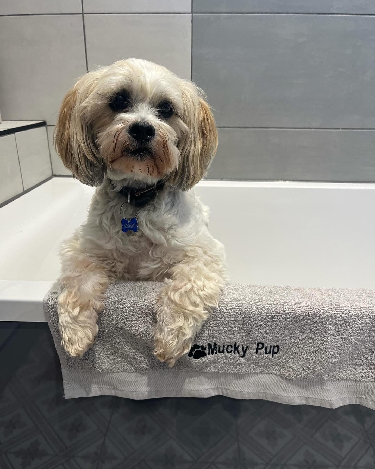 Small dog sitting on a towel with 'Mucky Pup' branding in a bathroom setting.